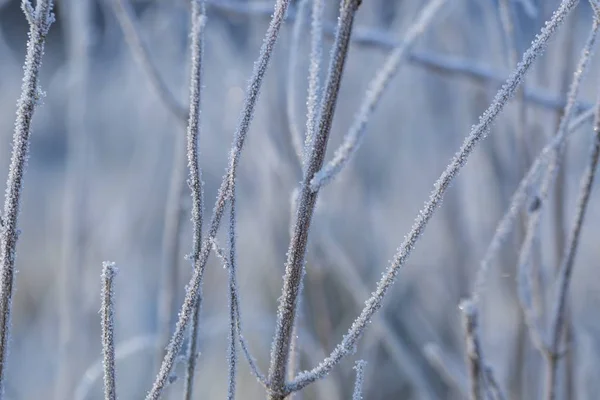 Närbild Växter Med Frost Naturliga Makro Bakgrund — Stockfoto