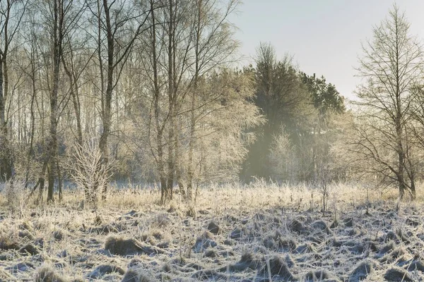 Mañana Invierno Con Plantas Heladas Hermoso Campo Polaco Invierno — Foto de Stock