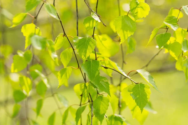 Daldaki huş ağacının genç yeşil yaprakları. Bahar mevsiminde huş ağaçlarının taze yapraklarını kapatın.