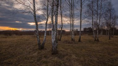 Erken bahar ormanı manzarası. Güneşli bir günde Avrupa ormanları