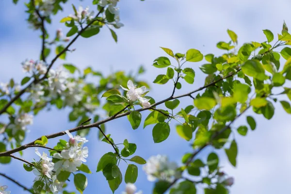 Blutige Äste Von Apfelbäumen Frühling Obstgarten Mit Nahaufnahme Von Apfelbaum — Stockfoto
