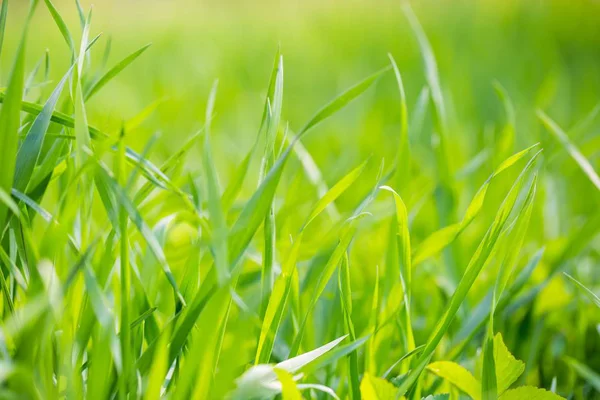 Grünes Frühlingsgras Nahaufnahme Frühling Hintergrund Mit Grünen Blättern Des Grases — Stockfoto