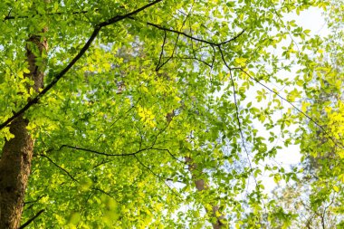 Baharda ağaç dallarında yeni yeşil yapraklar. Bahar ağacının dalları.