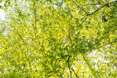Baharda ağaç dallarında yeni yeşil yapraklar. Bahar ağacının dalları.