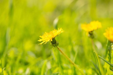 Taze sarı karahindiba çiçeğini kapat. Karahindiba çiçekli bahar arkaplanı