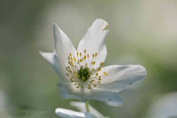 White anemone blooming in spring forest. Wood flowers in polish spring forest.