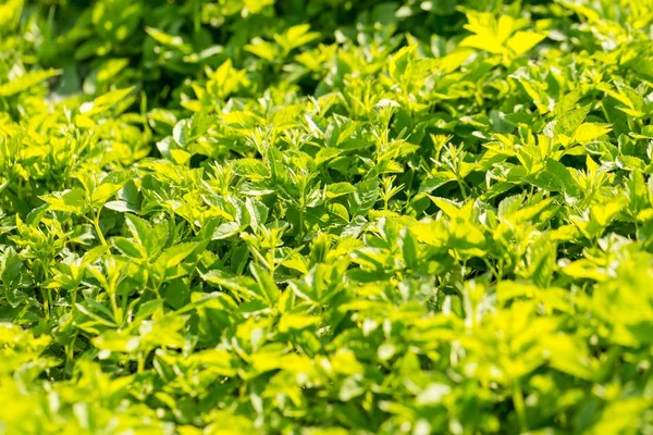 Yeşil yay yakında ayrılıyor. Yeşil çimen yapraklı bahar arkaplanı.