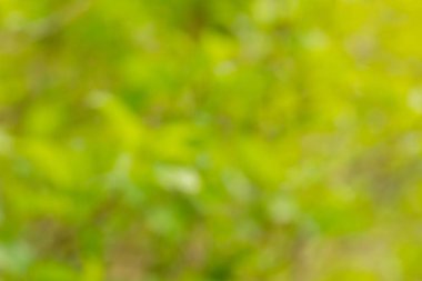 Doğal bokeh geçmişi. Yeşil bitkilerle defocuset arkaplanı.