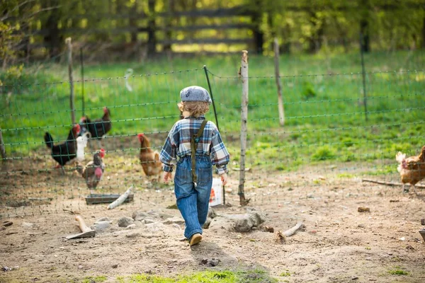 Kisfiú Csirkefarmhoz Közel Kistermelő — Stock Fotó