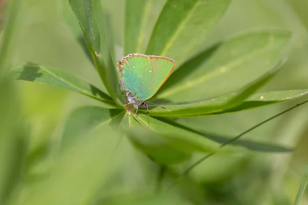 Smuk Sommerfugl Sidder Plante Eng Solrig Dag - Stock-foto