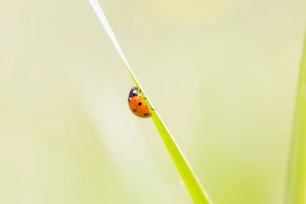 Marienkäfer Auf Grünen Pflanzen Frühlingstag Marienkäfer Aus Nächster Nähe — Stockfoto