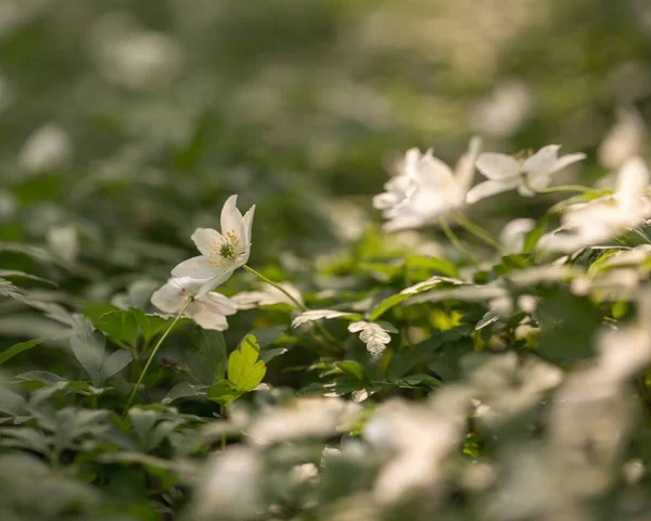 Flores Anémona Blanca Floreciendo Bosque Primavera Polonia Flores Blancas Silvestres — Foto de Stock