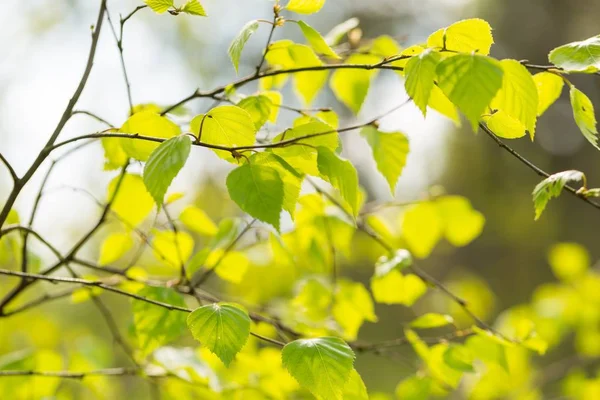 Молодые Зеленые Листья Березы Ветке Весной Свежие Березовые Листья — стоковое фото