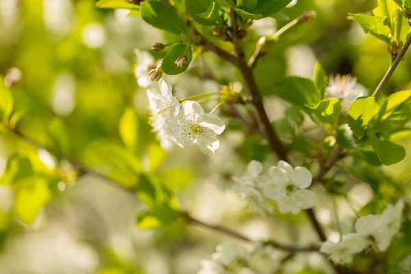 Цветущие Ветви Вишни Дерева Дуба Закрытие Цветущих Ветвей Польском Саду — стоковое фото