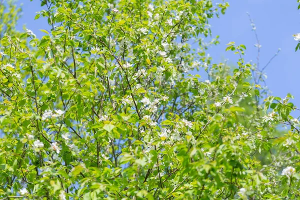 Çiçekli elma ağacı dalları. Çiçekli elma ağacından yapılmış bahar bahçesi..