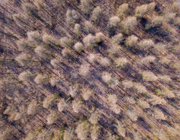 Bela Paisagem Com Floresta Fotografada Partir Drone Floresta Polaca — Fotografia de Stock