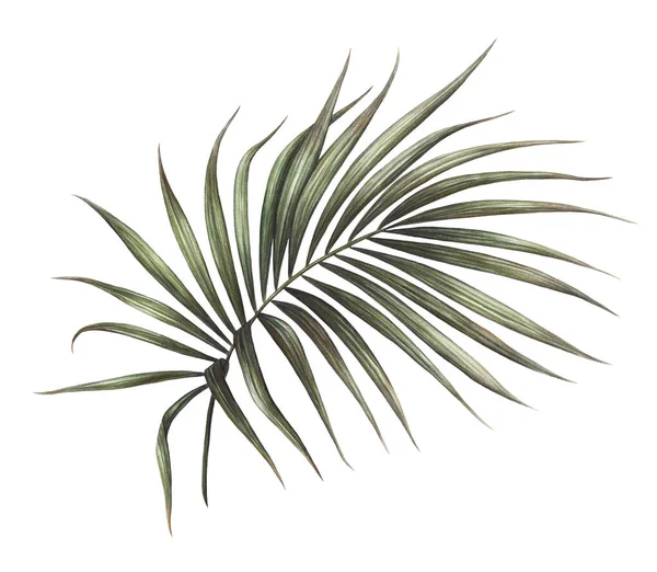 Ilustração da folha da palma isolada no fundo branco, pintura da folha da palmeira da aquarela desenhada à mão . — Fotografia de Stock