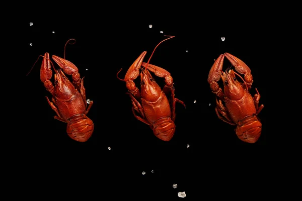 Tres cangrejos de río cocidos con sal marina aislados en negro — Foto de Stock