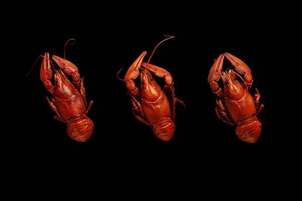 Três lagostins cozidos isolados em preto — Fotografia de Stock