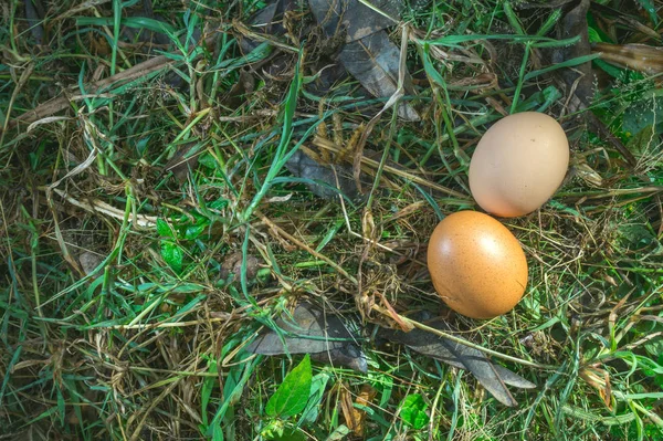 Two Yellow Egg on Green Grass — Stock Photo, Image