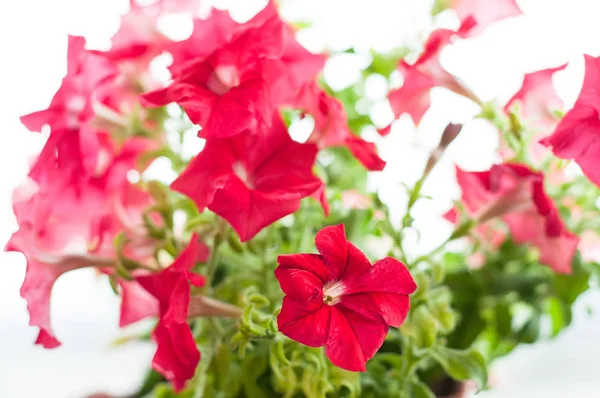 Färgade petunia blommor i trädgården — Stockfoto