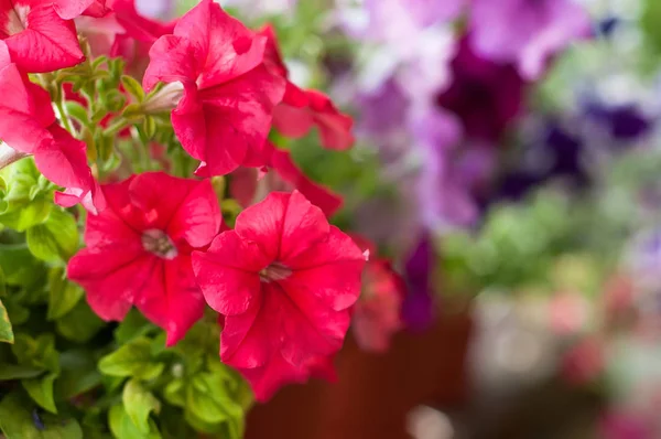 Flores petúnias coloridas no jardim — Fotografia de Stock