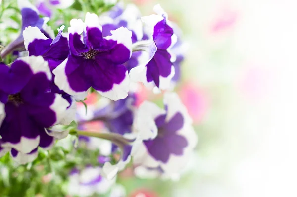 Färgade petunia blommor i trädgården — Stockfoto