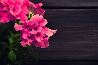 güzel pembe petunyaların