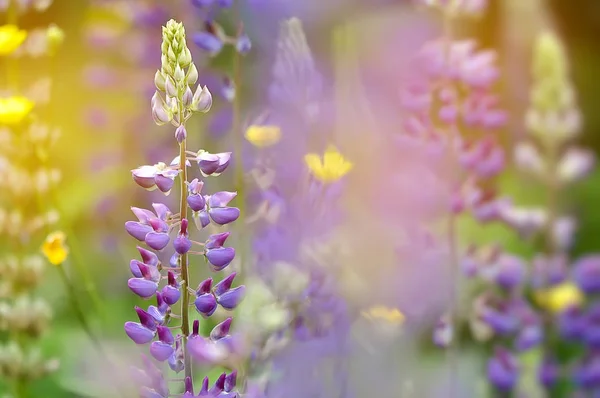 Barevná zahrada kvete vlčí květin — Stock fotografie