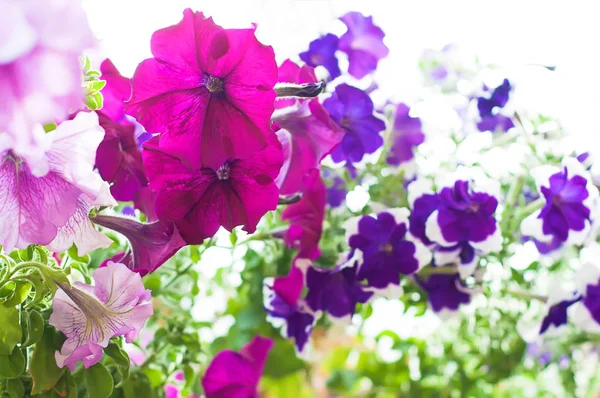 Färgade petunia blommor i trädgården — Stockfoto