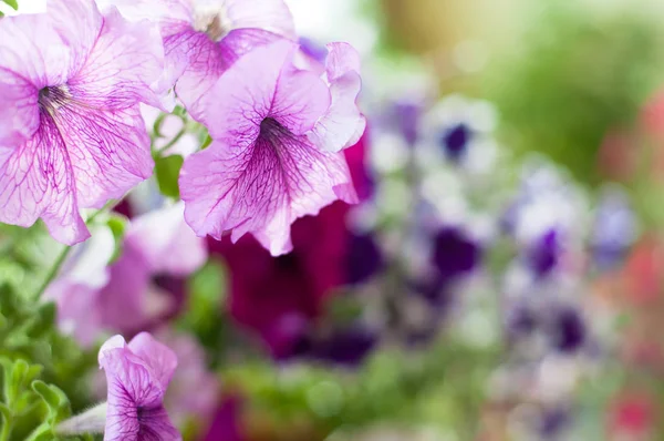 Färgade petunia blommor i trädgården — Stockfoto