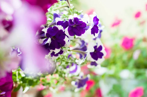Bahçede renkli Petunya çiçek
