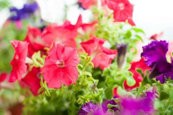 Färgade petunia blommor i trädgården — Stockfoto