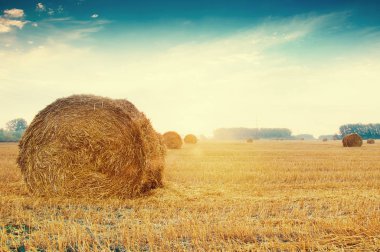 Rus alanları yuvarlak saman balya