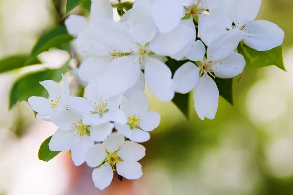 春に花を咲かせてアップル ツリー — ストック写真