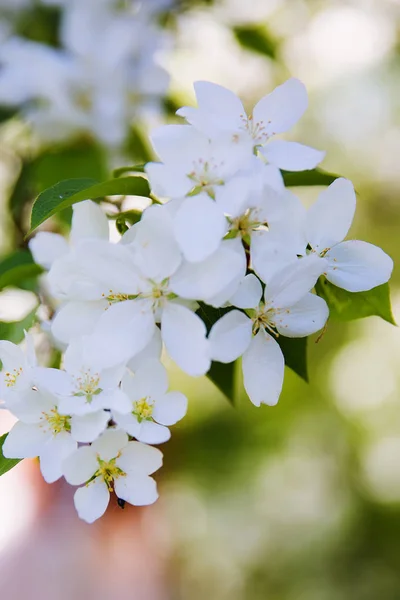 I fiori di melo fiorenti nella primavera — Foto Stock