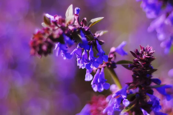 Fleurs violettes sur le champ — Photo