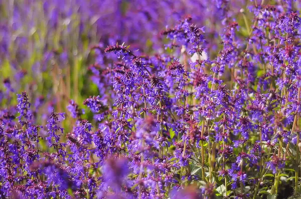 Fleurs violettes sur le champ — Photo