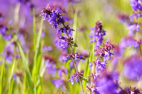 Violette Blumen auf dem Feld — Stockfoto