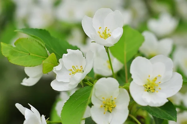 春に緑の葉を持つ bluring 白いリンゴの花 — ストック写真