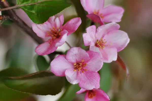春に緑の葉を持つ bluring ピンク花 — ストック写真