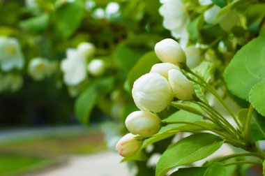 Bluring beyaz elma çiçekleri yeşil yaprakları ile bahar zamanında