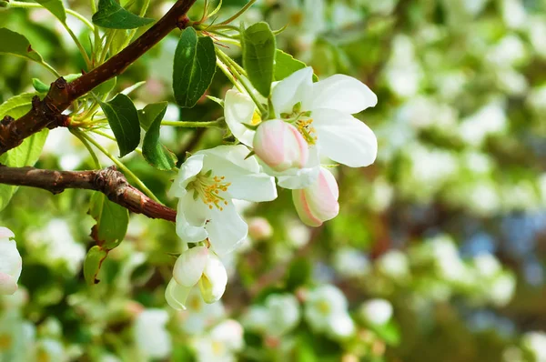 Bluring fiori di mela bianca in primavera con foglie verdi — Foto Stock