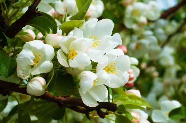 Bluring fiori di mela bianca in primavera con foglie verdi — Foto Stock