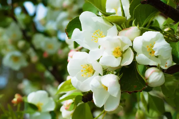 Bluring fiori di mela bianca in primavera con foglie verdi — Foto Stock