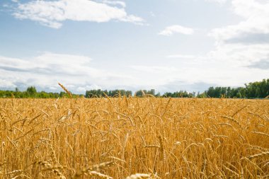 Bir buğday tarlasında bir sürü altın çivi