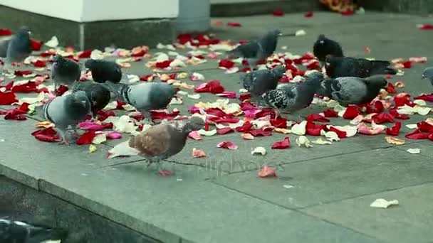 Gołębie na kroki, usiana czerwone płatki róż — Wideo stockowe