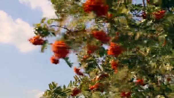 Ветви вибурнума поздней осенью — стоковое видео