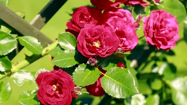 Parlak yaz gününde güllerin çalısı — Stok video