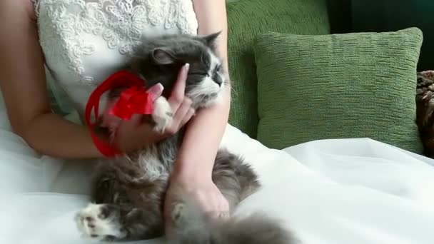 La gata de bengala se sienta cerca de la novia, toca al gato — Vídeo de stock